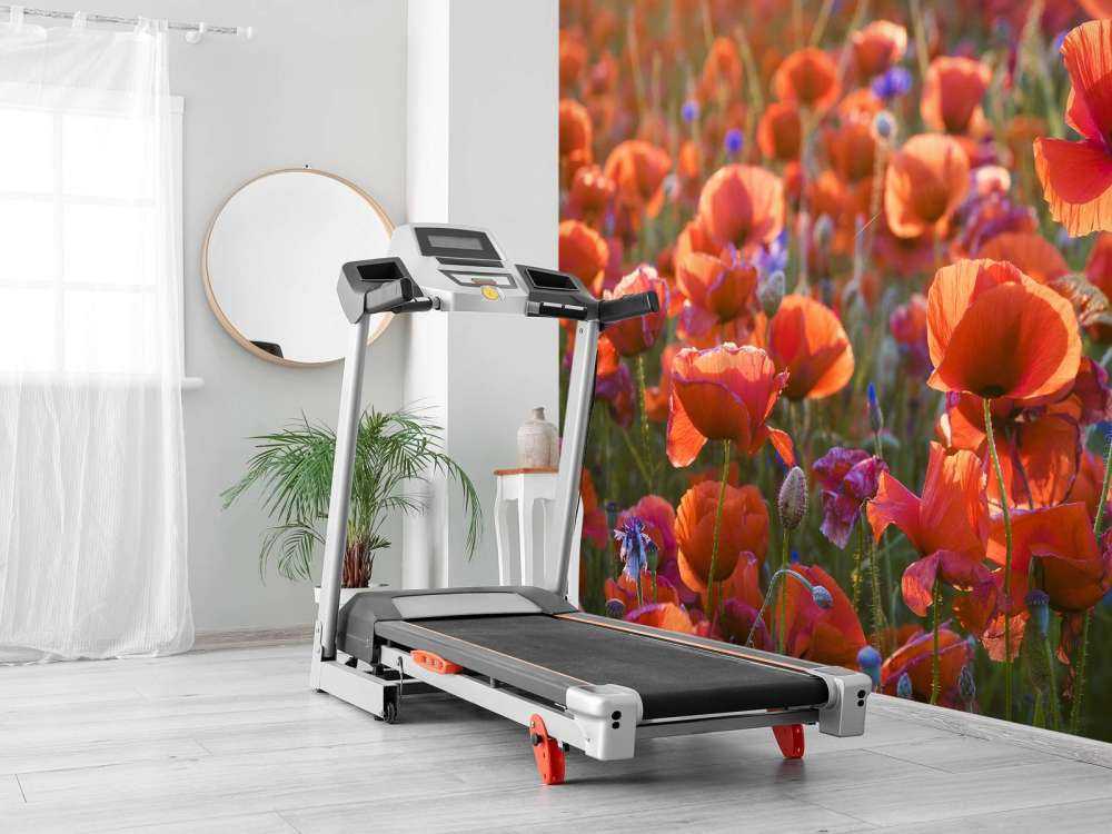 Maki w wieczornym świetle