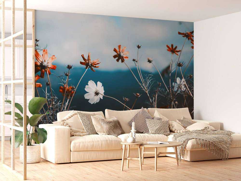 Kwiaty kosmosu w polu