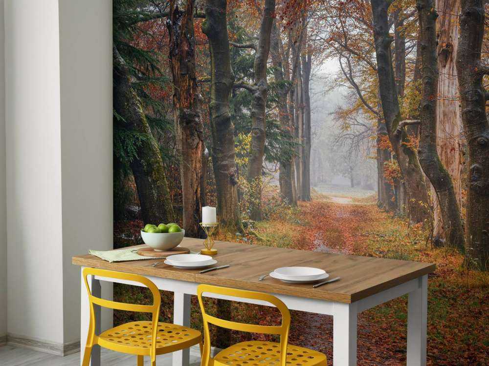 Leśna ścieżka ze starymi drzewami