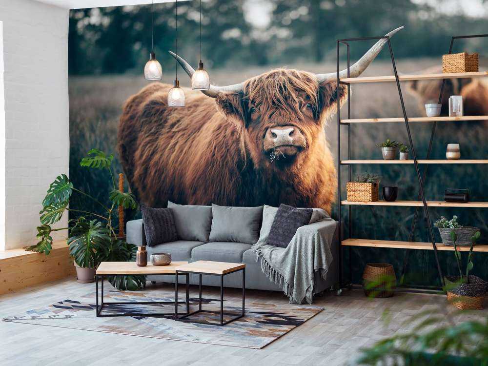 Szkocki góral w zbliżeniu