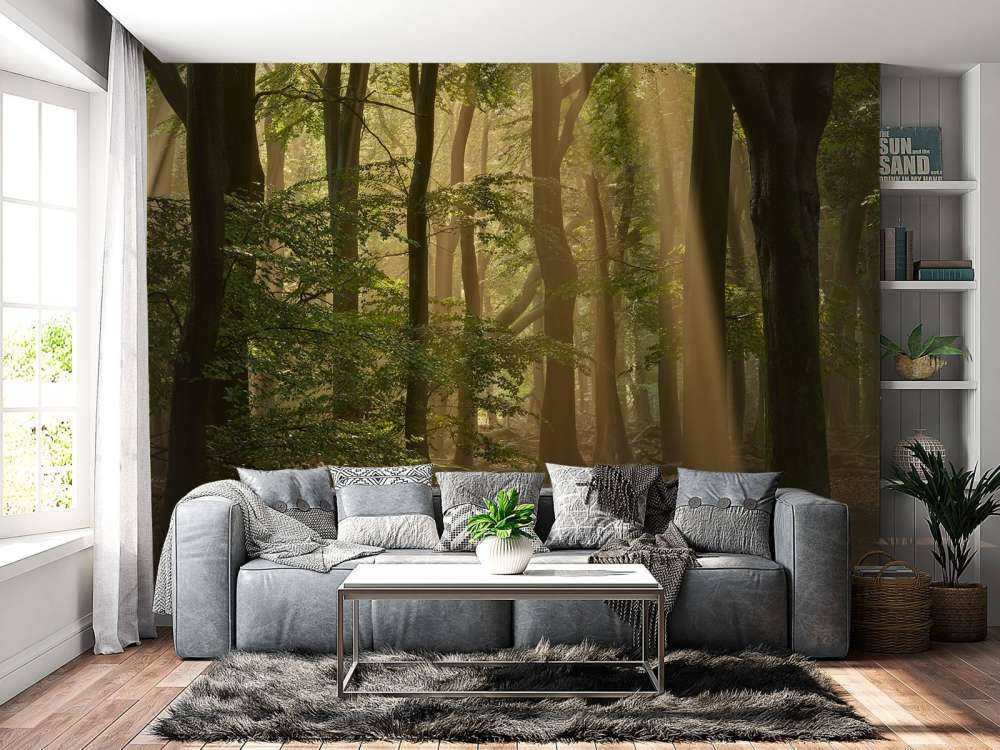 Stary las z osłonami przeciwsłonecznymi