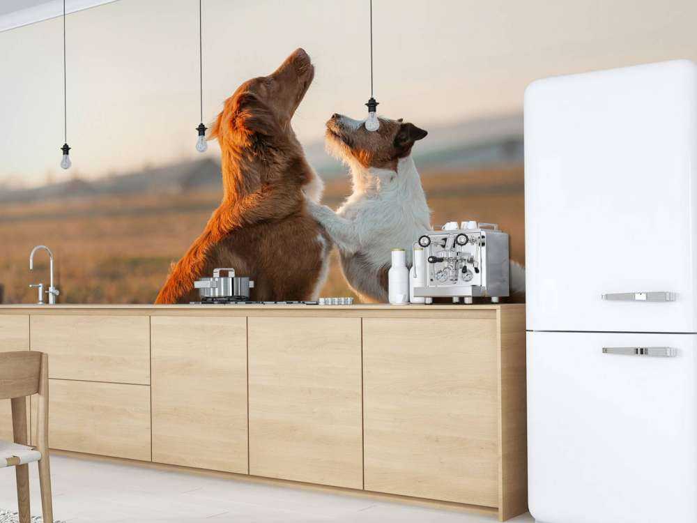 Psy patrzące w górę