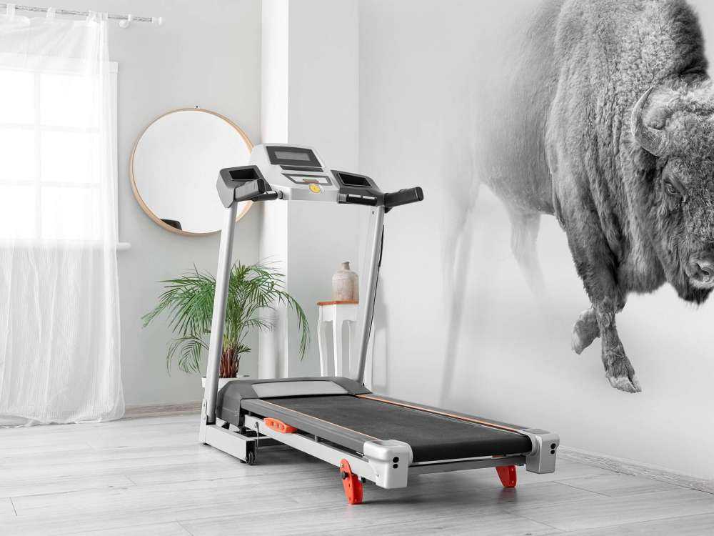 Żubr czarny i biały