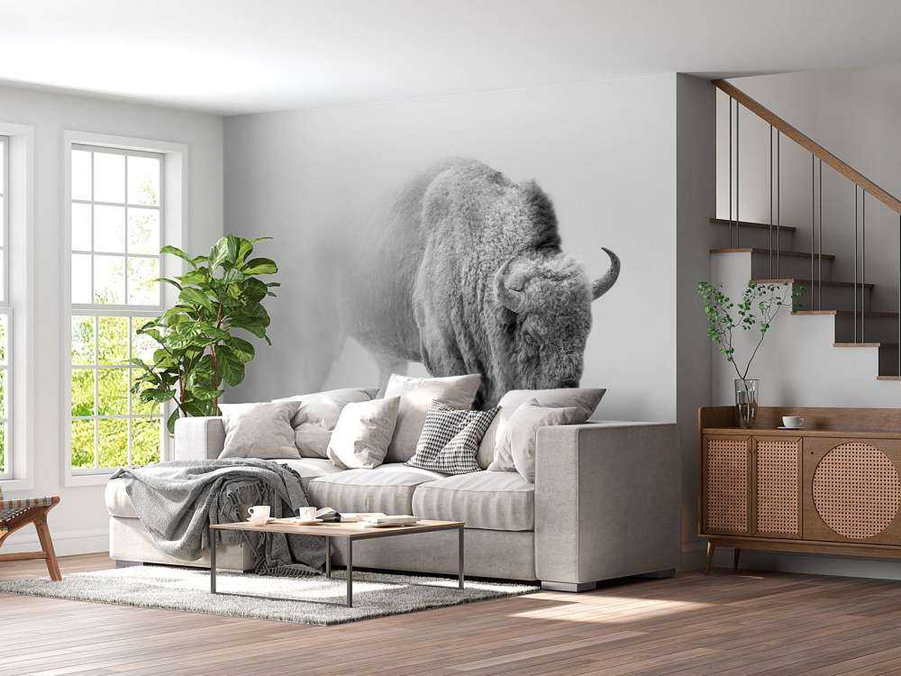 Żubr czarny i biały