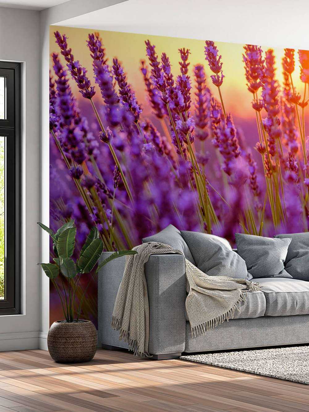 Lawenda w zbliżeniu