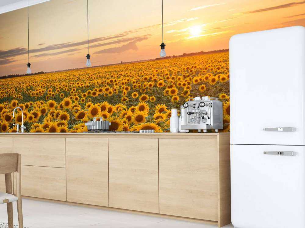 Pole słonecznika z zachodem słońca