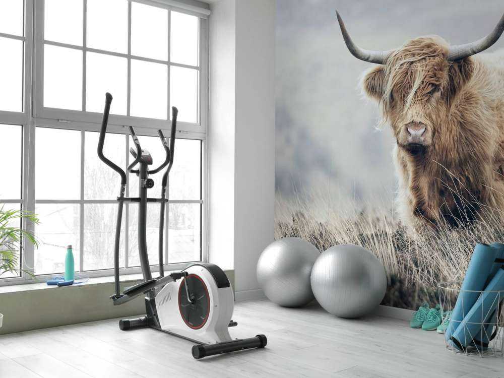 Szkocka rasa wyżynna w przyrodzie