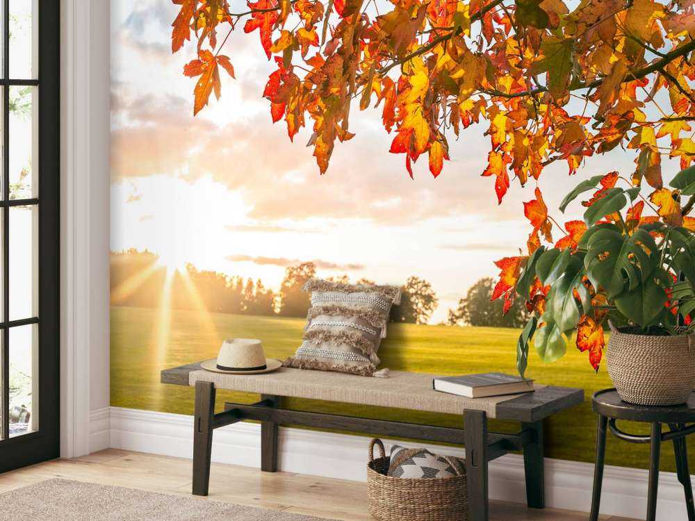 Jesienne drzewo o zachodzie słońca