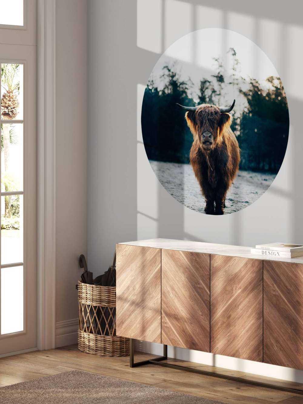 Szkocki góral w porannym słońcu