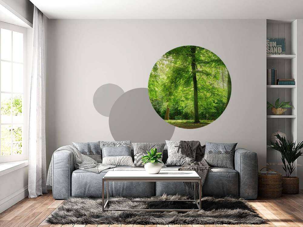 Las z lekką mgiełką