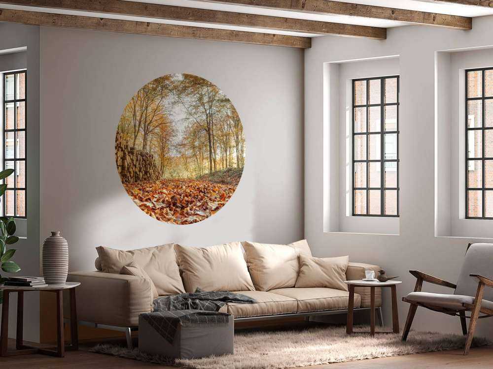 Pnie drzew w jesiennym lesie