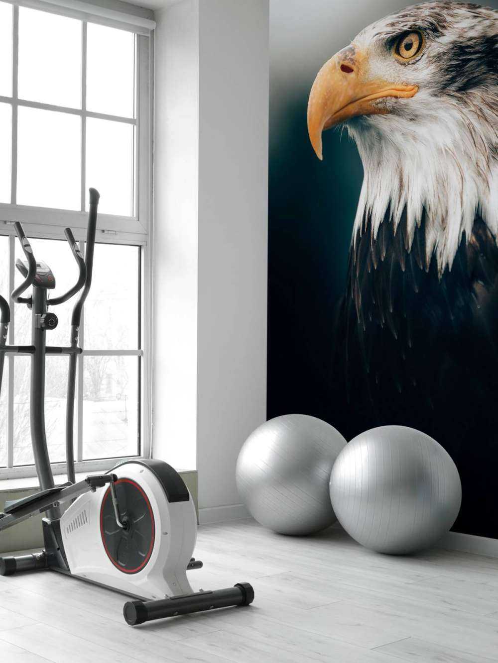 Orzeł morski w zbliżeniu