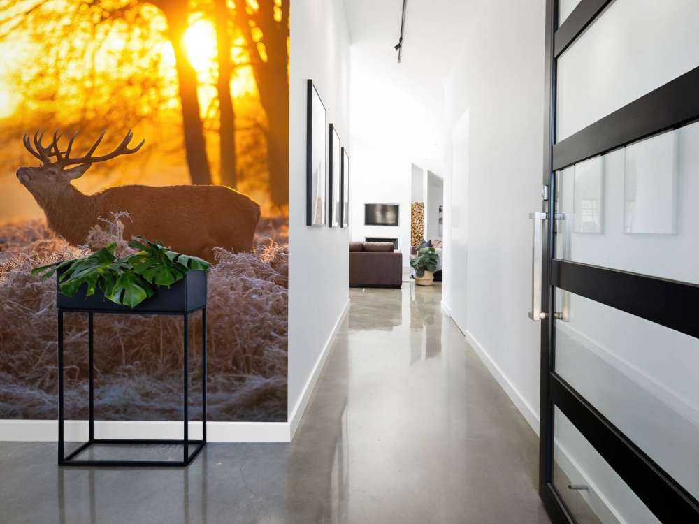 Jeleń o zachodzie słońca