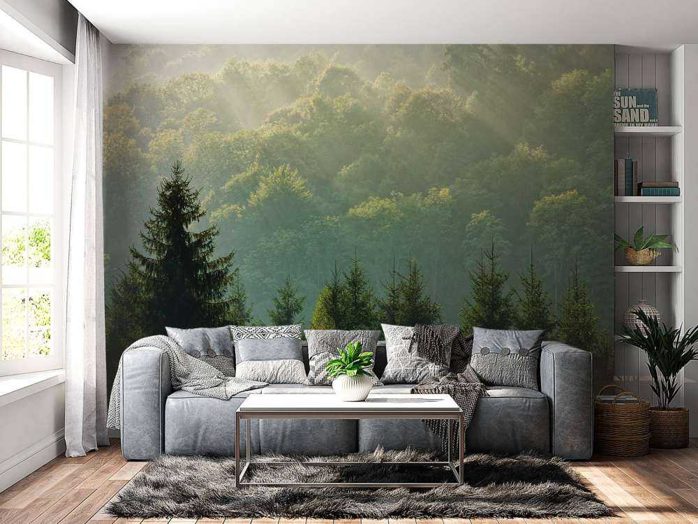 Promienie słońca nad lasem