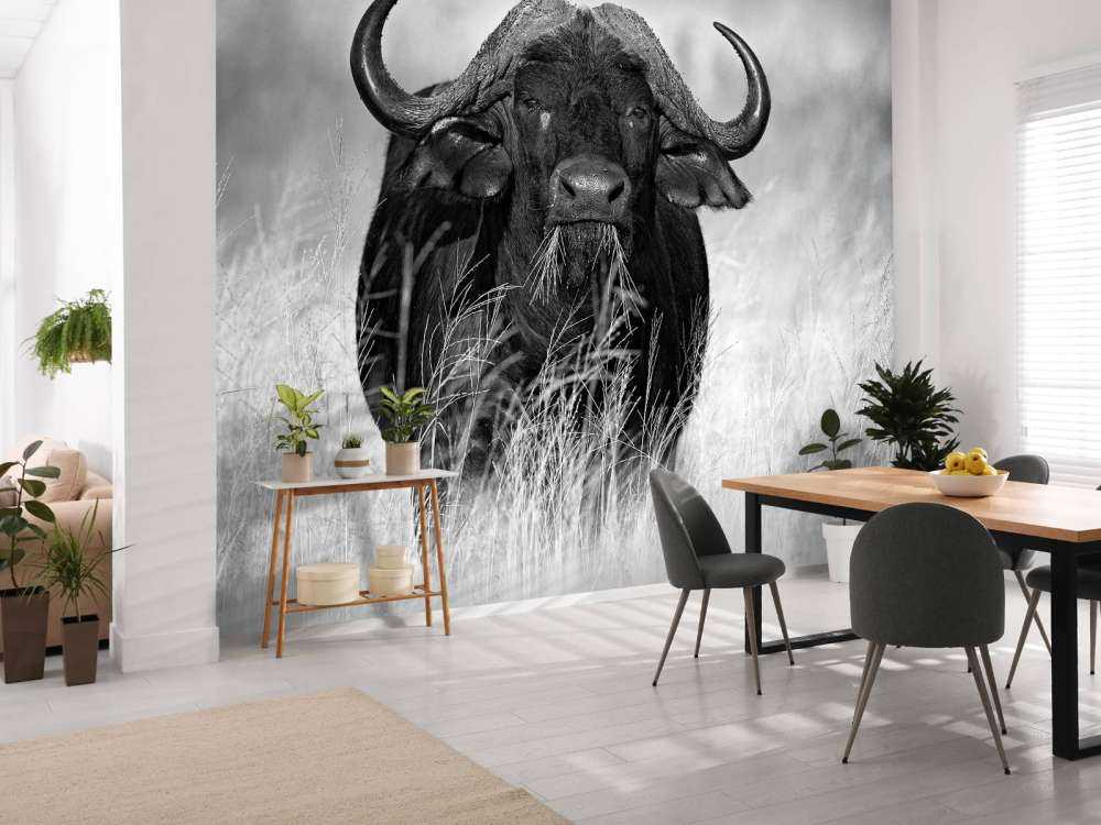 Bawół w czerni i bieli