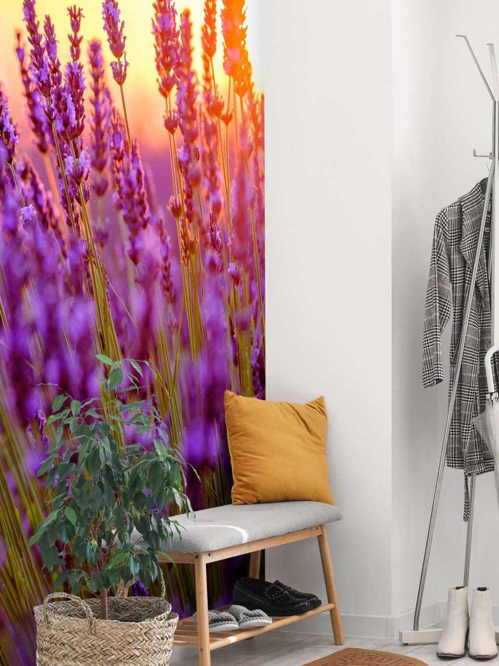 Lawenda w zbliżeniu