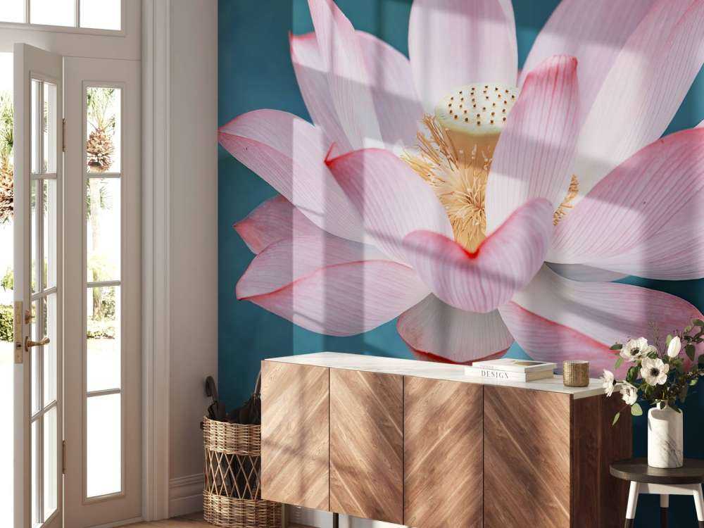 Kwiat lotosu w zbliżeniu