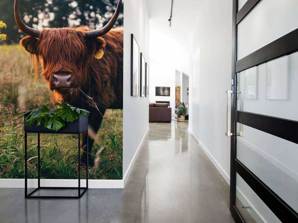 Szkocki wyżyn w wysokiej trawie