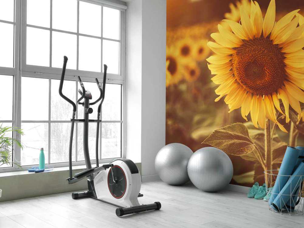 Słoneczniki w świetle słonecznym