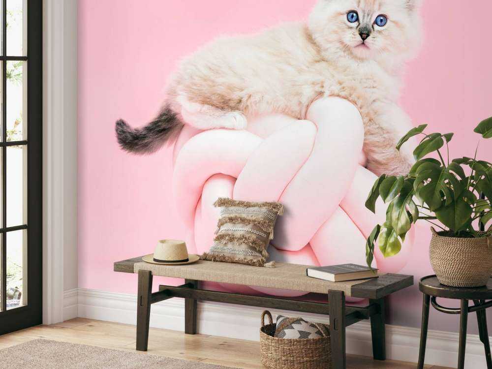 Biały kot na różowym tle