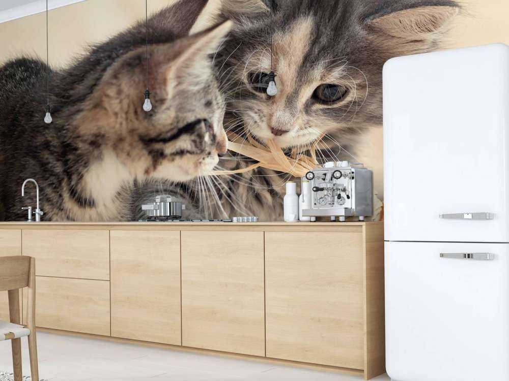 Bawiące się kocięta