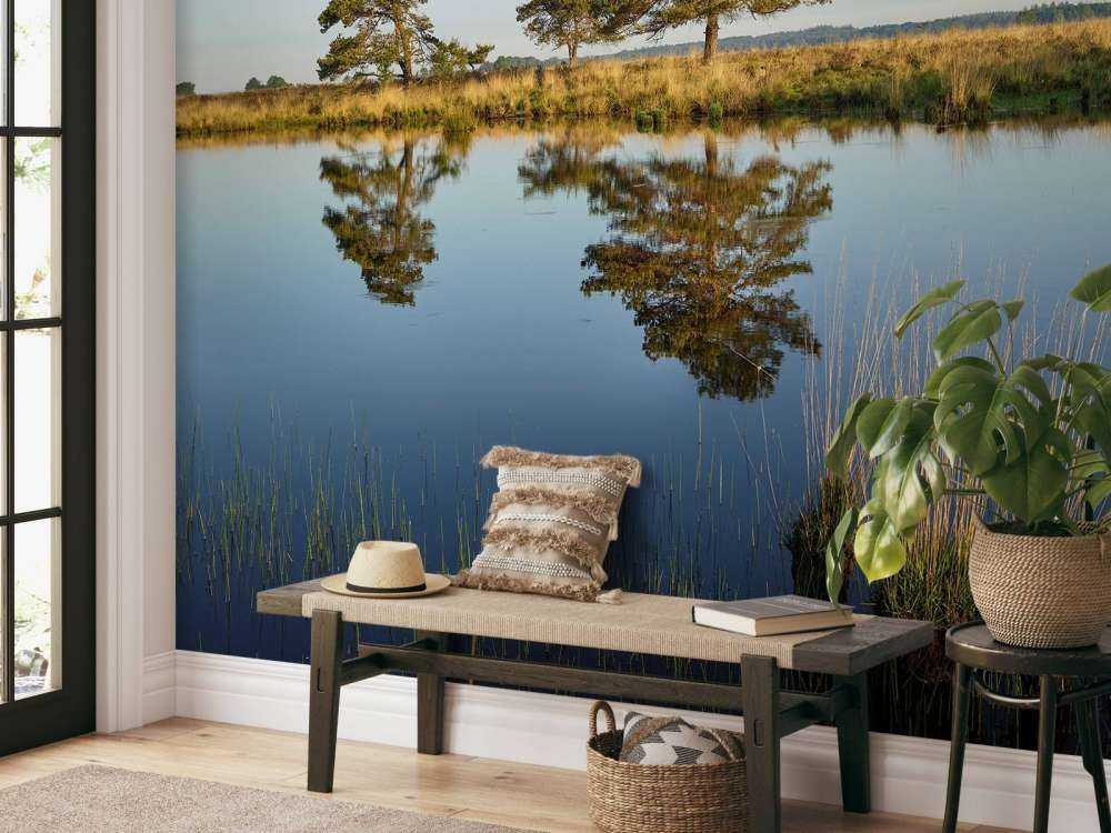 Las na wrzosowiskach