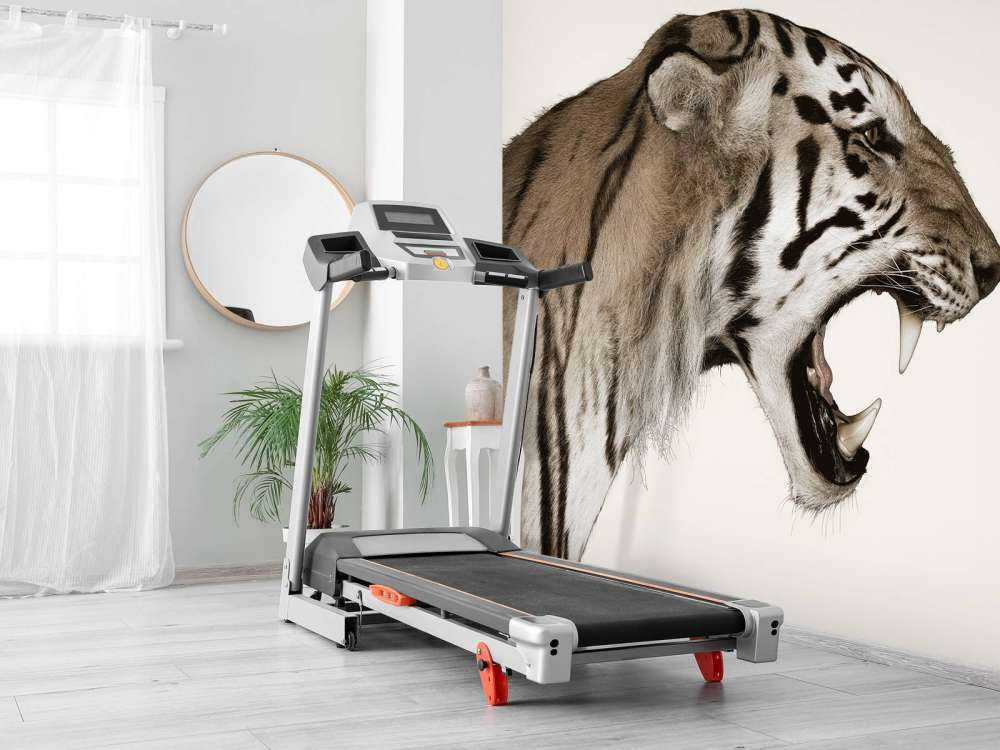 Ryczący tygrys offwhite