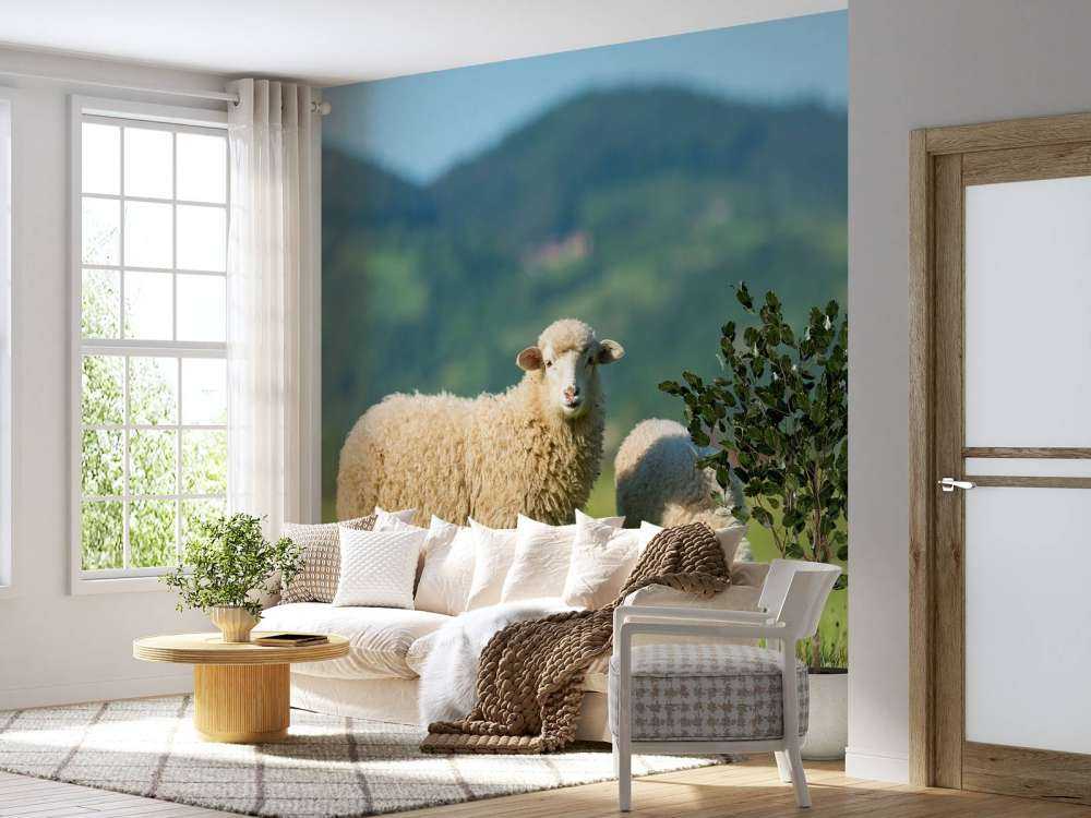 Dwie owce na pastwisku