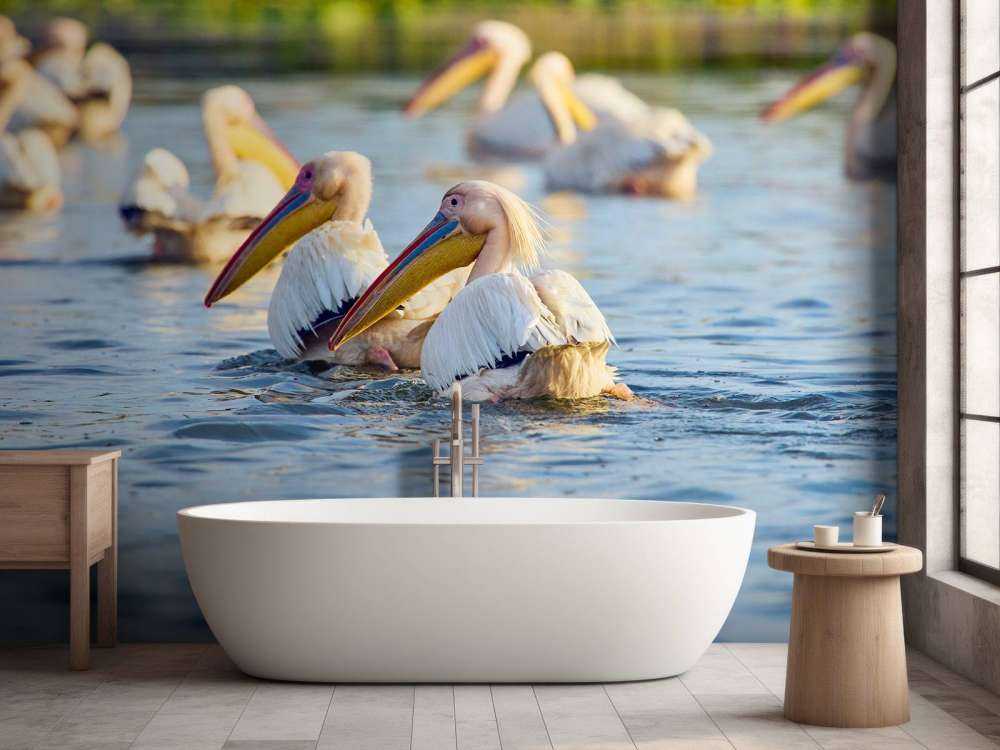 Pelikany na wolności