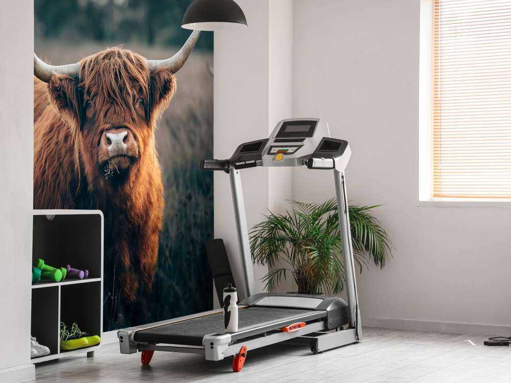 Szkocki góral w zbliżeniu