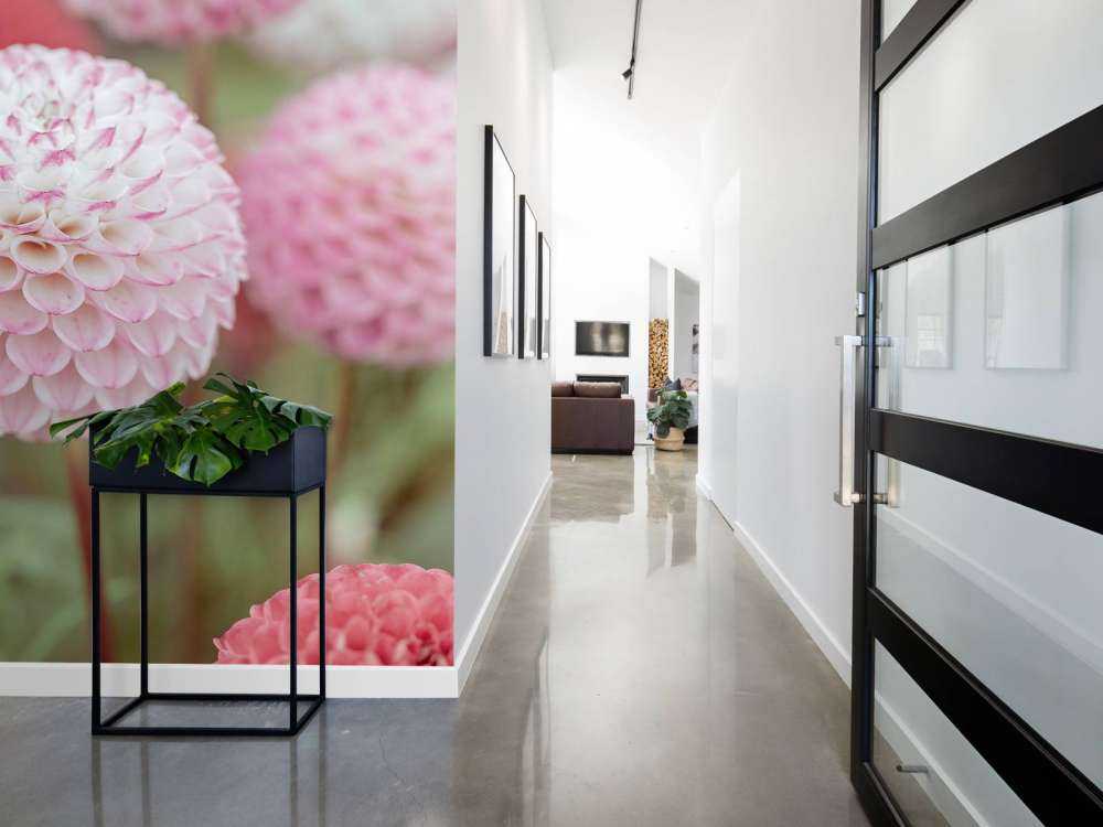 Różowe kwiaty dalii