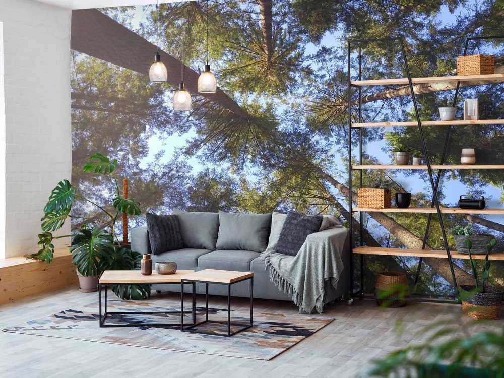 Wysokie drzewa iglaste