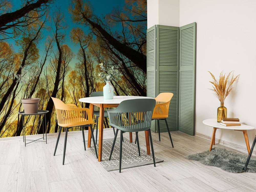 Wschód słońca między wysokimi drzewami