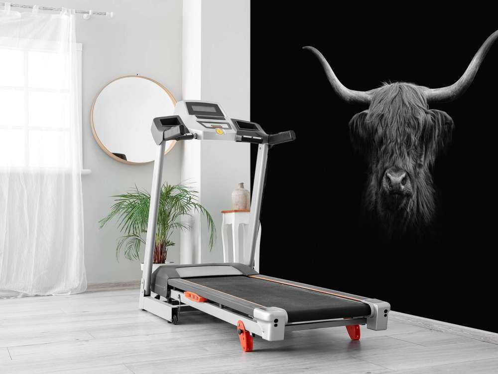 Czarno-biała szkocka rasa wyżynna