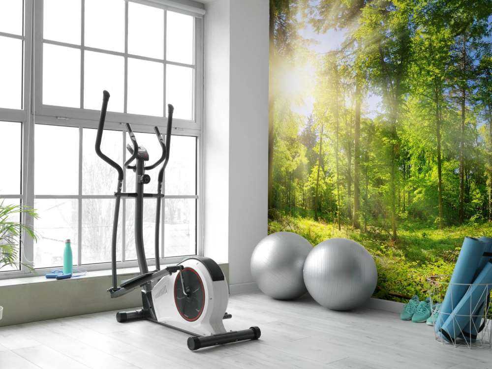 Las z promieniami słonecznymi