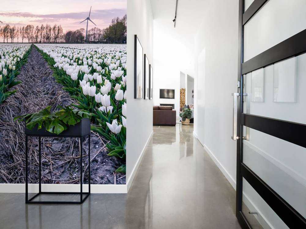 Pole tulipanów białych