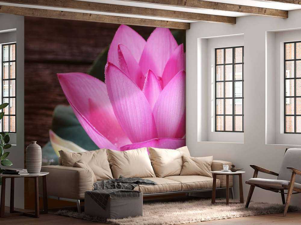 Zbliżenie różowy lotos