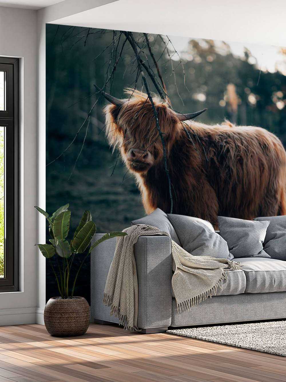 Szkocki wyżyn na skraju lasu