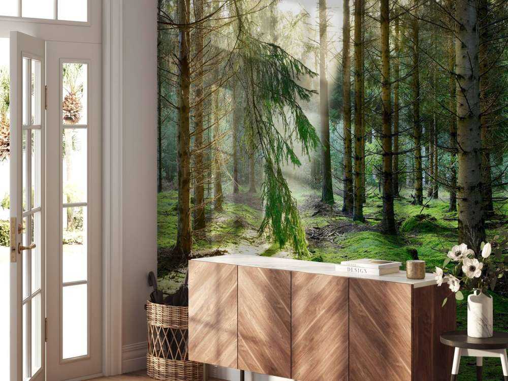 Las iglasty w porannym słońcu