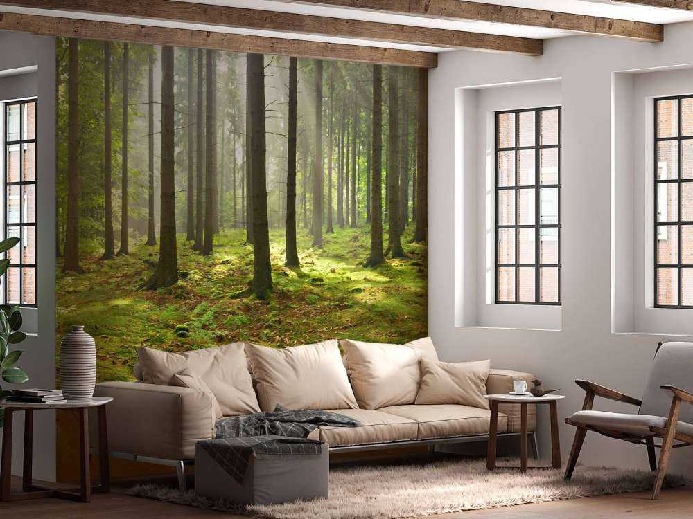 Las świerkowy ze światłem słonecznym