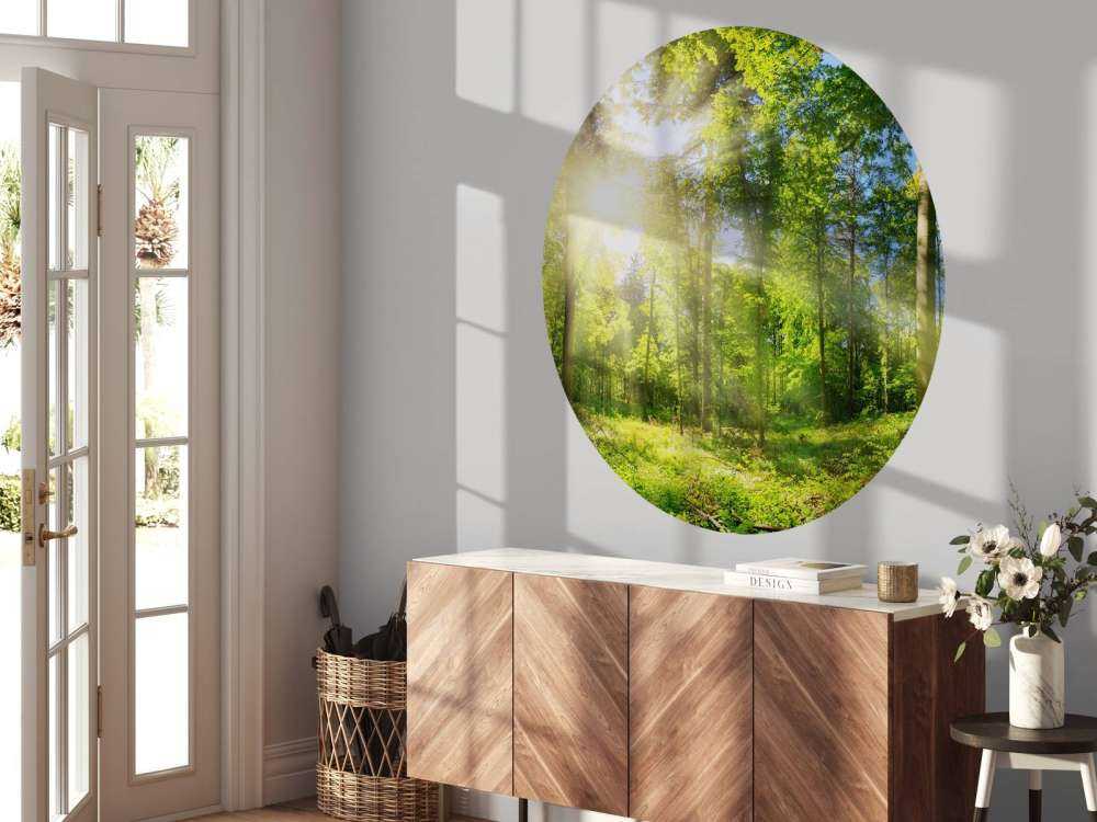 Las z promieniami słonecznymi