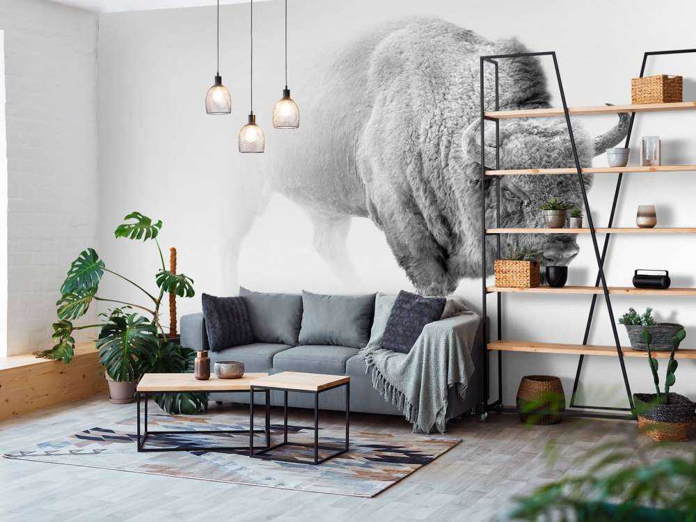 Żubr czarny i biały