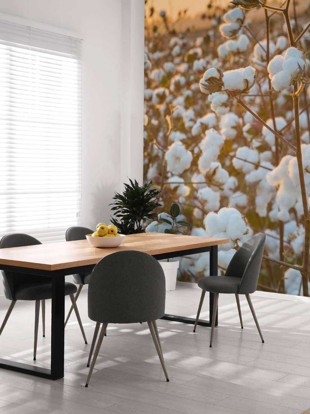 Bawełna Indyjska nad złotożółtym niebem