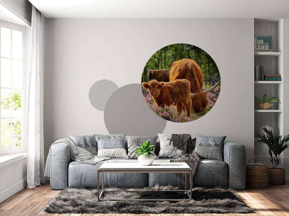 Rodzina szkockich wyżynnów