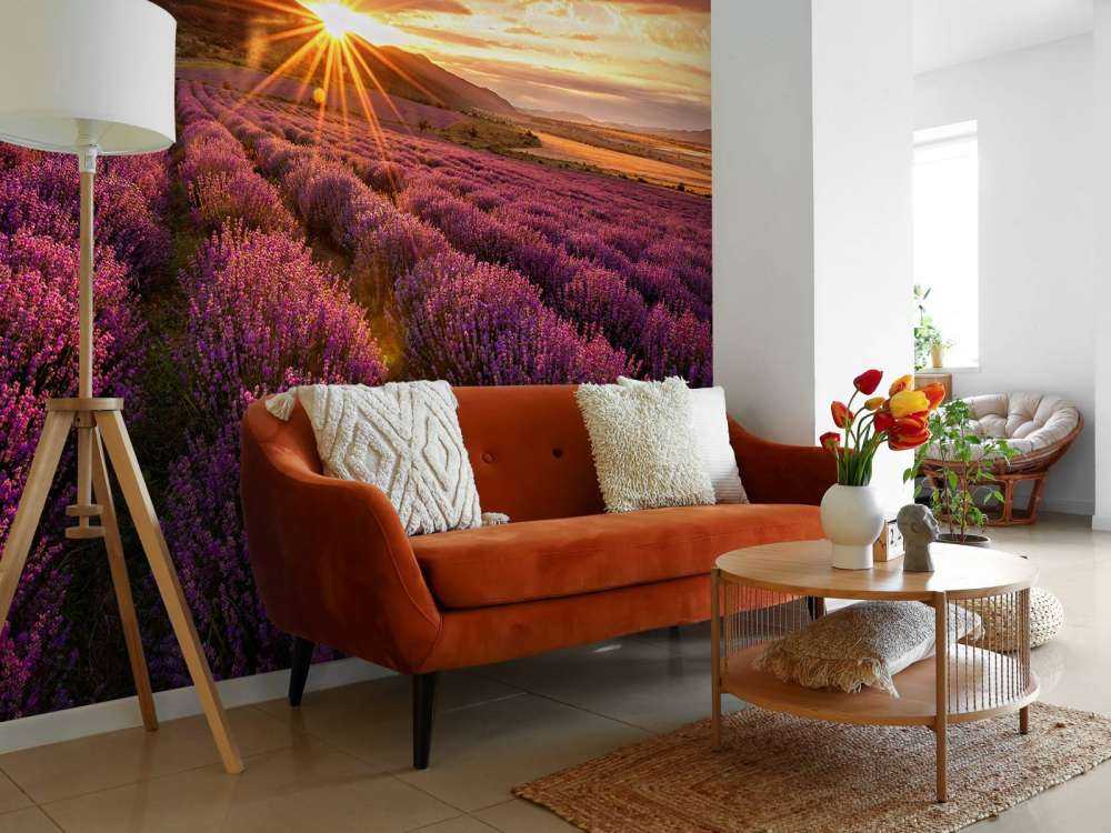 Lawenda pod słońcem