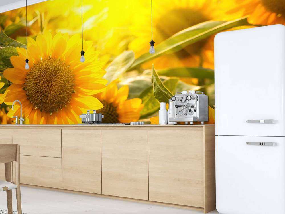 Słoneczniki i słońce