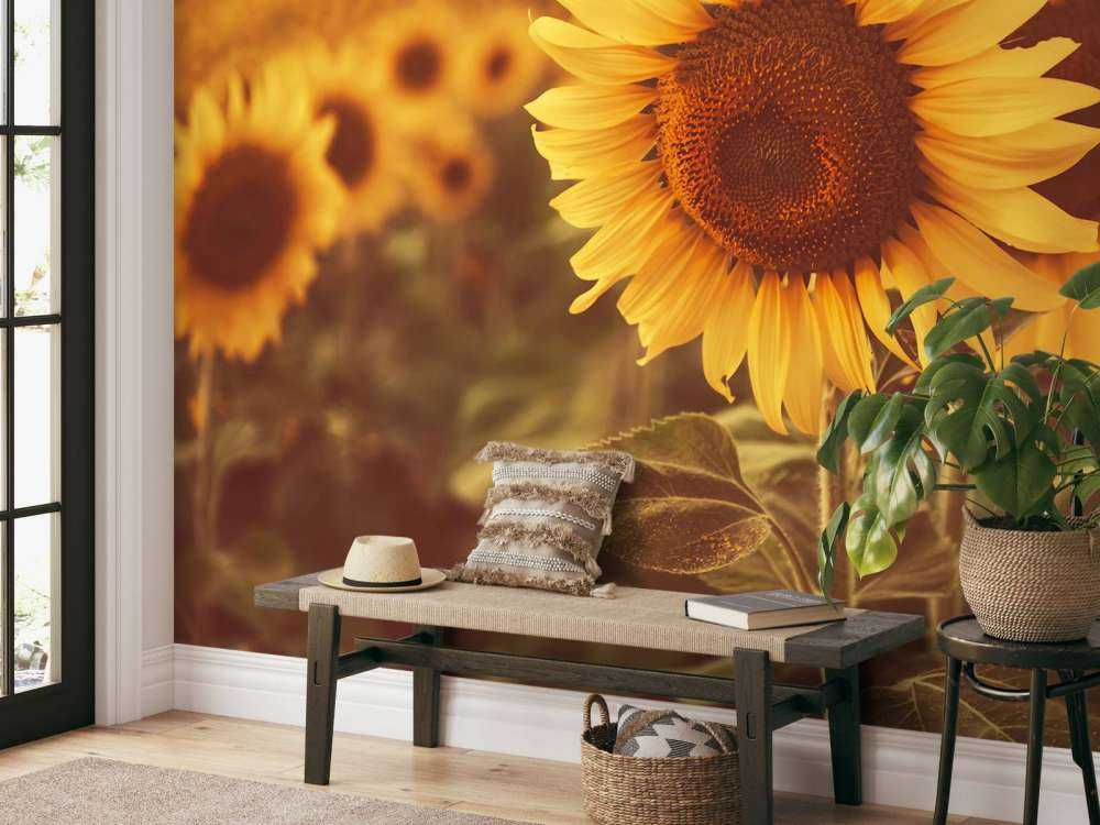 Słoneczniki w świetle słonecznym