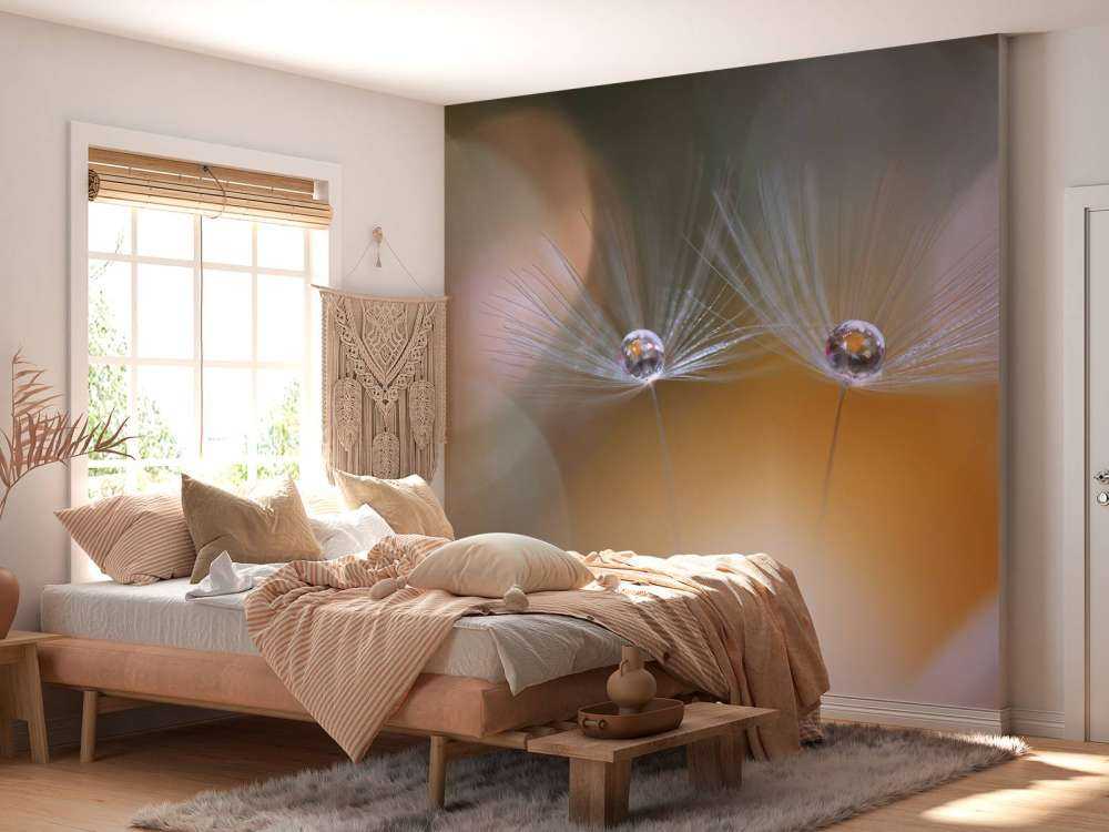 Nasiona mniszka lekarskiego