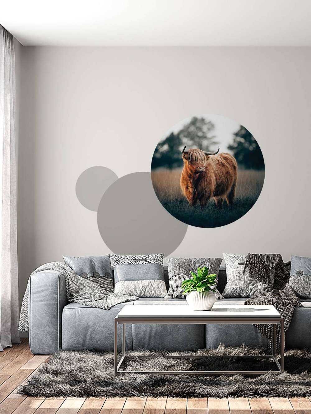 Portret góralskiego bydła