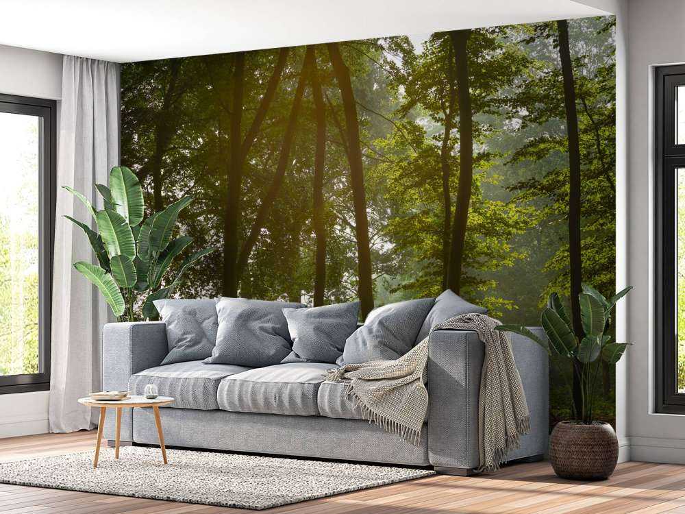 Las w porannym słońcu